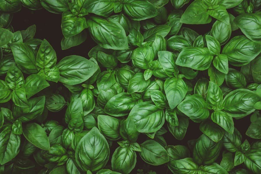 Bazylia Pospolita (Ocimum basilicum)