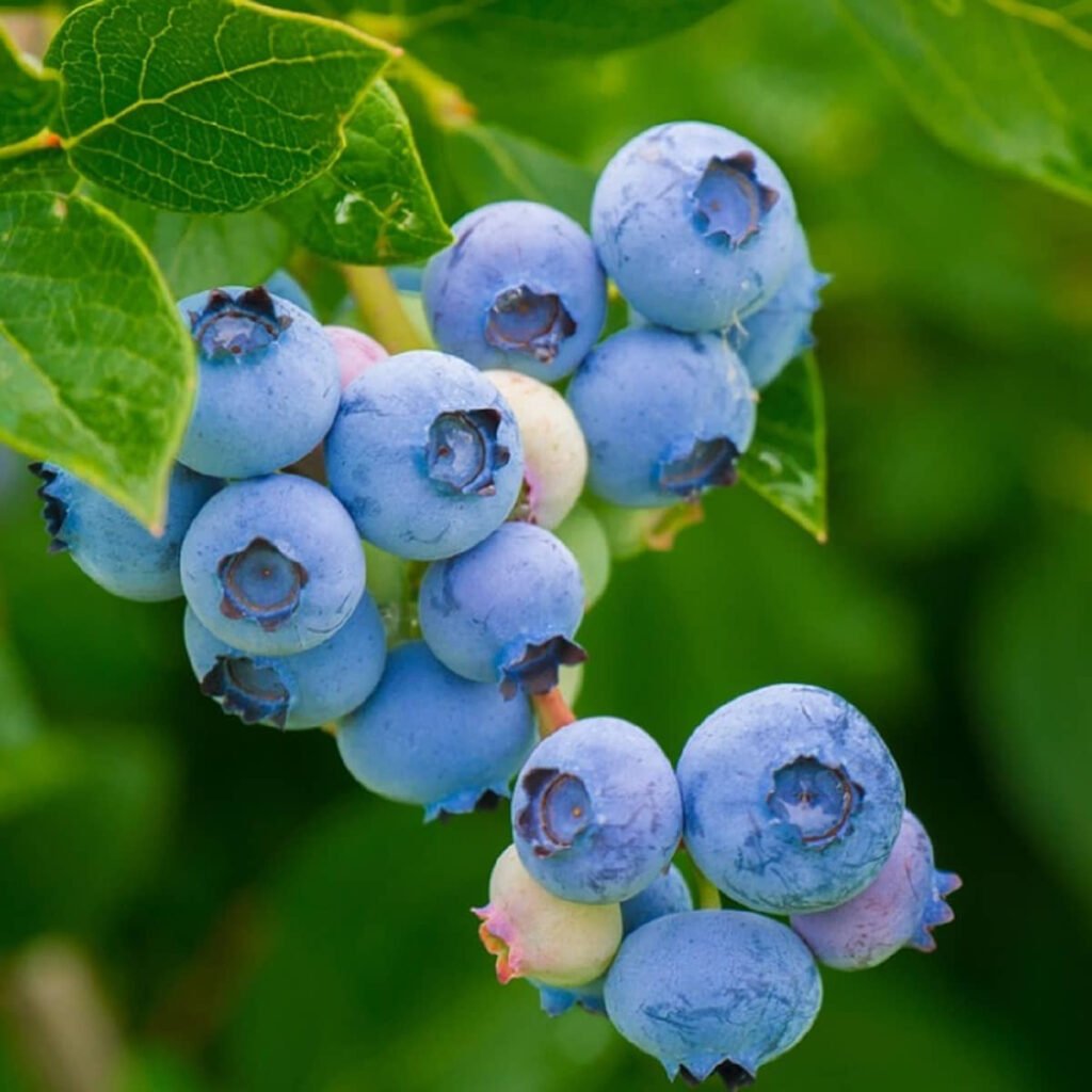 Borówka Amerykańska (Vaccinium corymbosum)