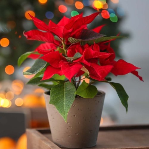 Gwiazda Betlejemska (Poinsecja) – jak o nią dbać?