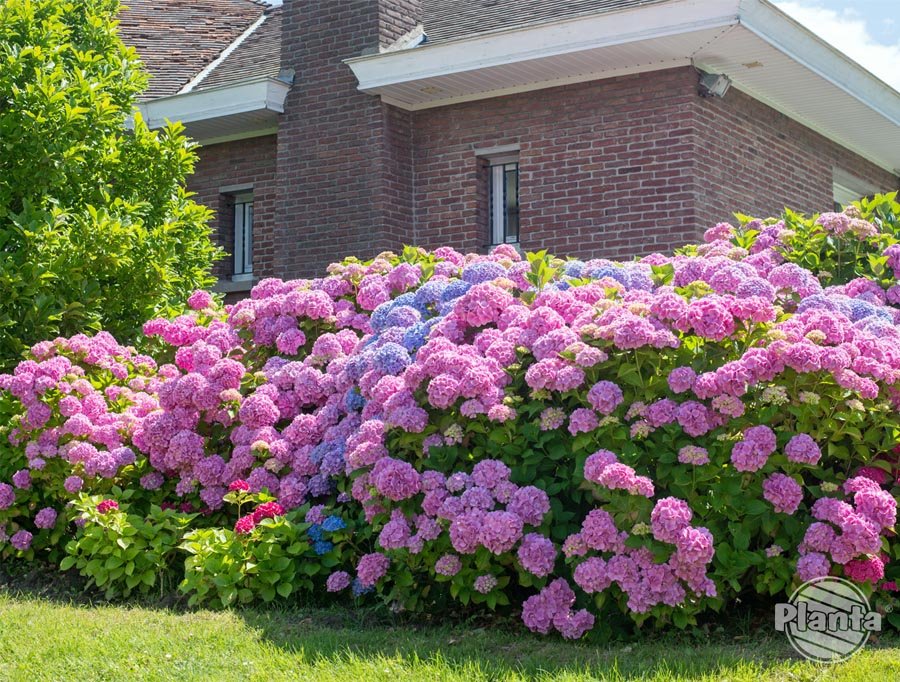 Hortensja Ogrodowa (Hydrangea macrophylla)