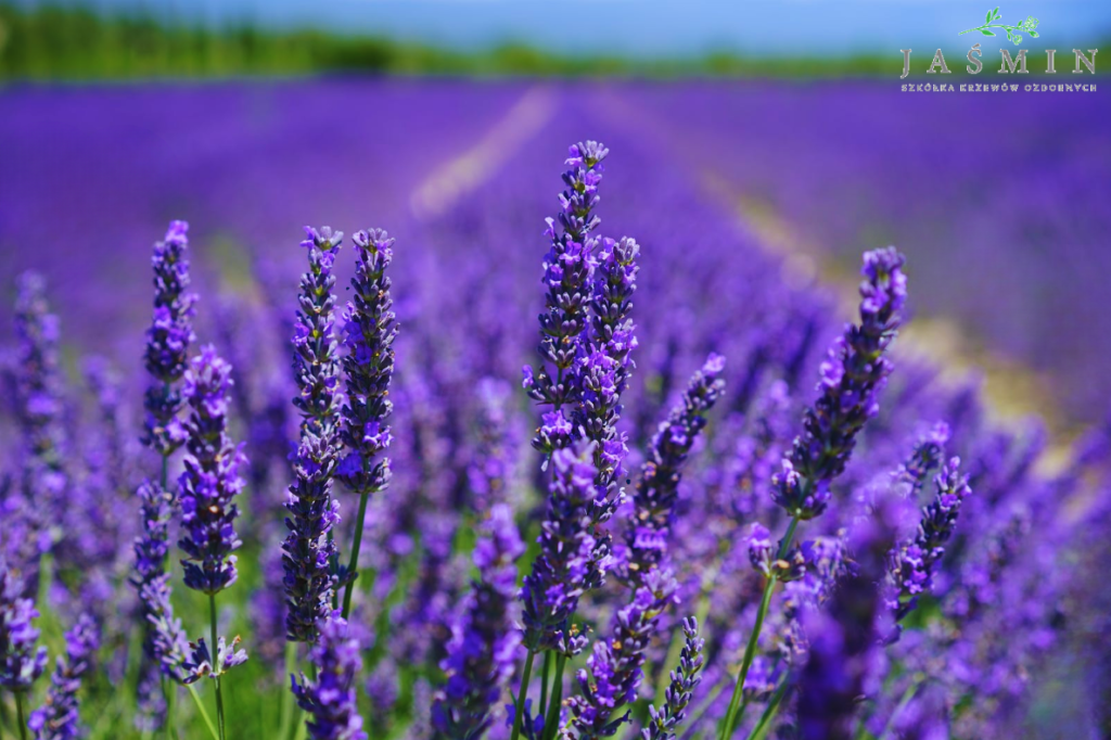 Lawenda Wąskolistna (Lavandula angustifolia)