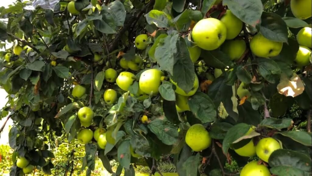 Letnie cięcie drzew owocowych