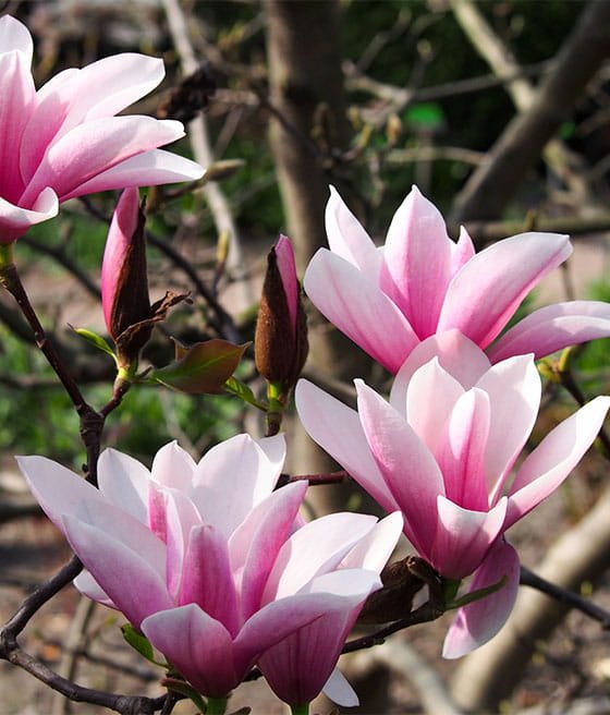 Magnolia Pośrednia (Magnolia x soulangeana)
