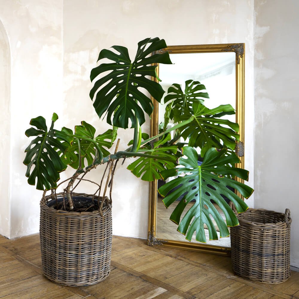 Monstera Dziurawa (Monstera deliciosa)