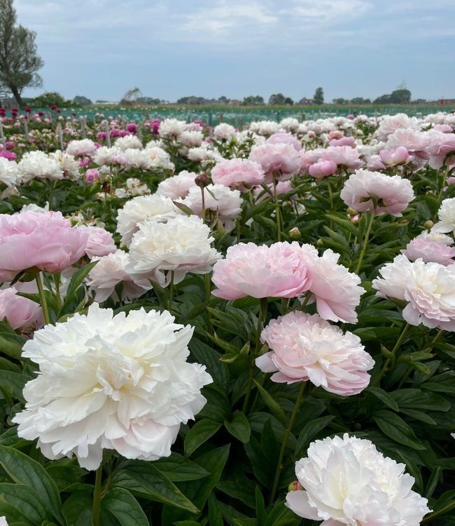 Piwonia Chińska (Paeonia lactiflora)