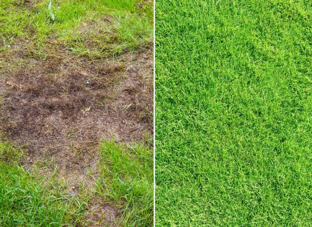 Zakładamy i regenerujemy trawnik