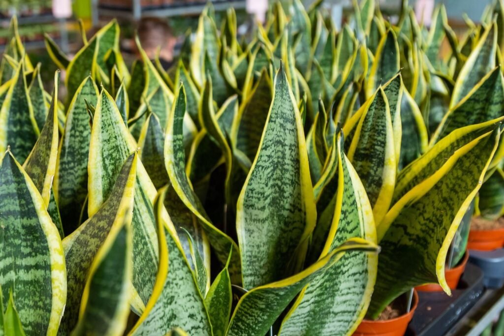 Sansewieria Gwinejska (Sansevieria trifasciata)