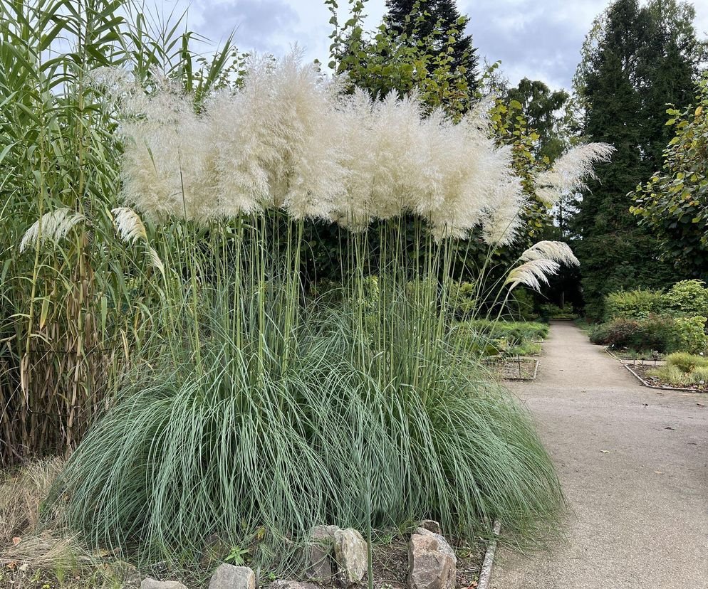 Trawa Pampasowa (Cortaderia selloana)