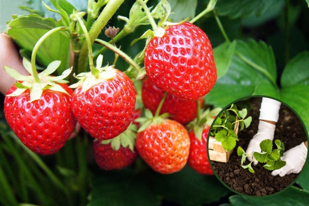 Truskawki – sadzimy i pielęgnujemy