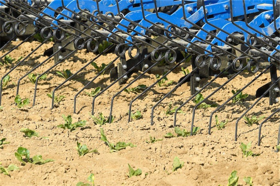 Walka z chwastami – lepiej zapobiegać niż leczyć