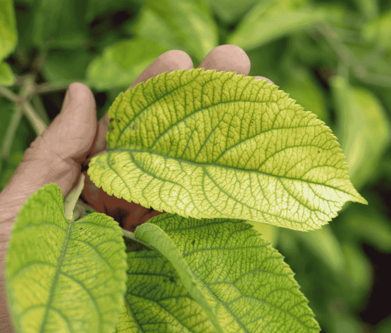 Dlaczego liście żółkną? 5 najczęstszych przyczyn