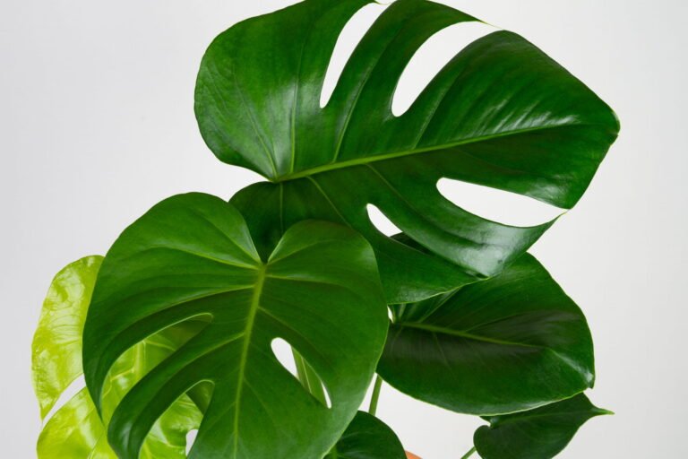Monstera Dziurawa – jak sprawić, by miała wielkie liście?