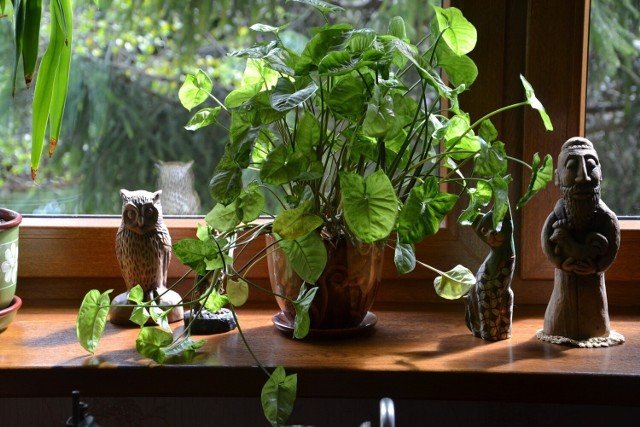 Jak przetrwać sezon grzewczy? Zima w domowej dżungli