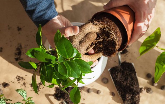 Przesadzanie roślin krok po kroku – nie bój się brudnych rąk!