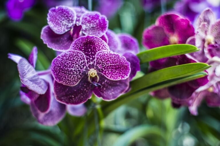 Storczyki (Orchidee) – obalamy mity o trudnej uprawie